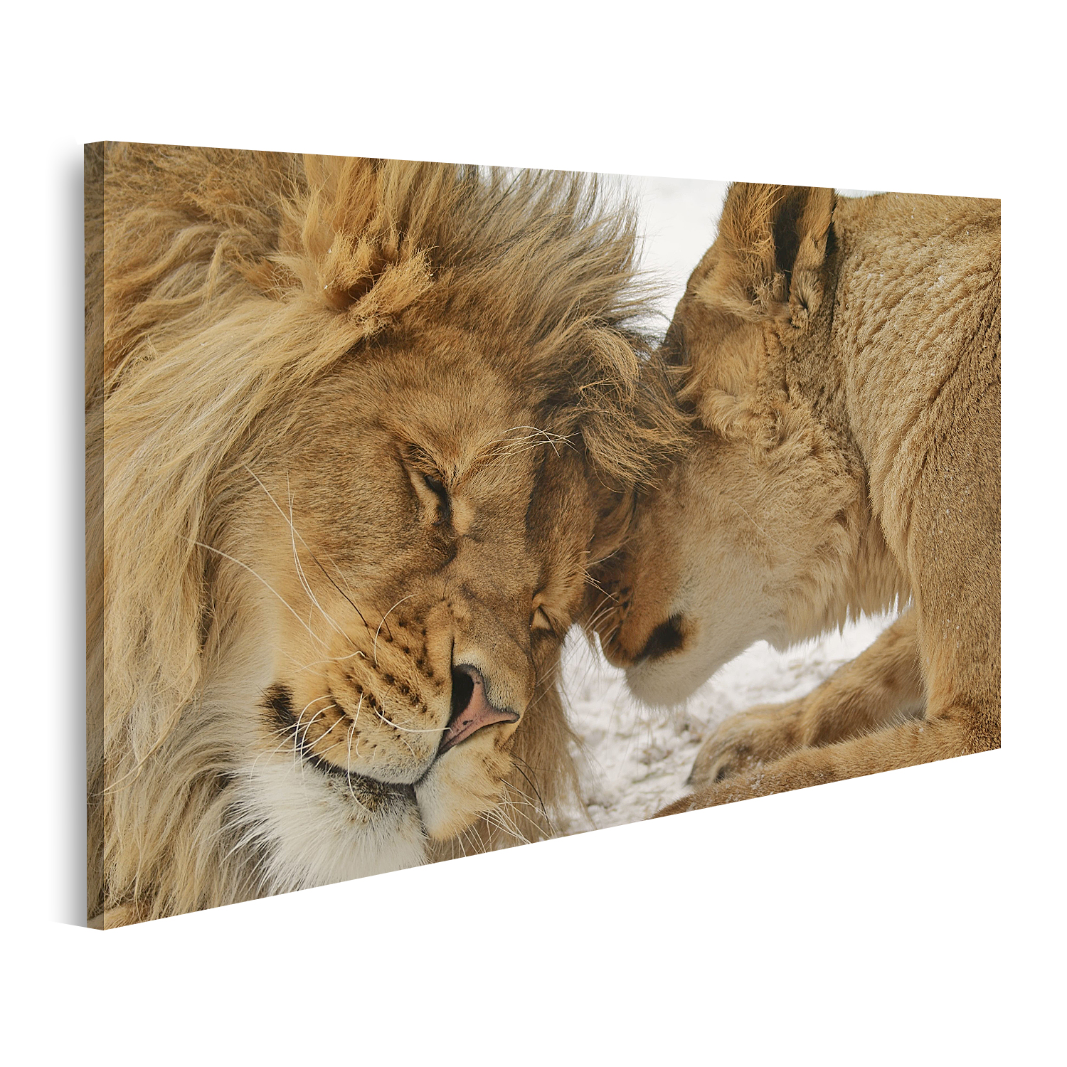 32++ Bild loewe und loewin , Bild auf Leinwand Löwe und Löwin Verliebtes Löwenpaar Wandbild Poster